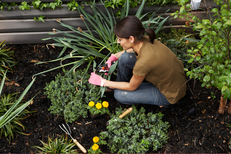 How To Become A Master Gardener Jobe S Company
