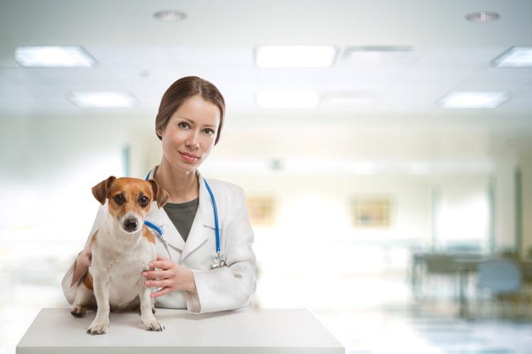 Veterinary nurses